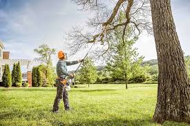 Best Root Management and Removal  in Montalvin Manor, CA
