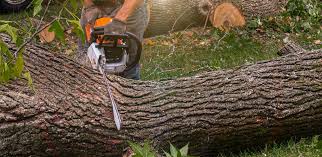 Best Tree Trimming and Pruning  in Montalvin Manor, CA