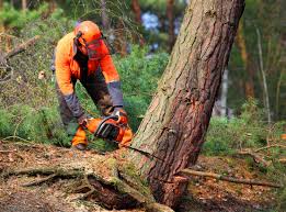 Best Storm Damage Tree Cleanup  in Montalvin Manor, CA