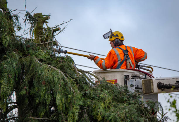 Best Arborist Consultation Services  in Montalvin Manor, CA