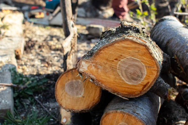 Best Stump Grinding and Removal  in Montalvin Manor, CA