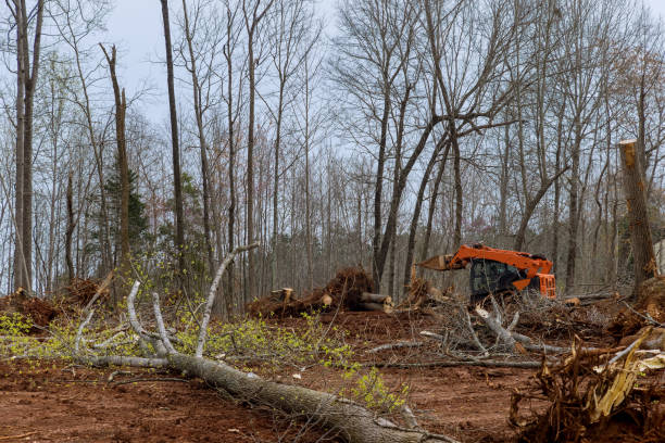  Montalvin Manor, CA Tree Care Pros