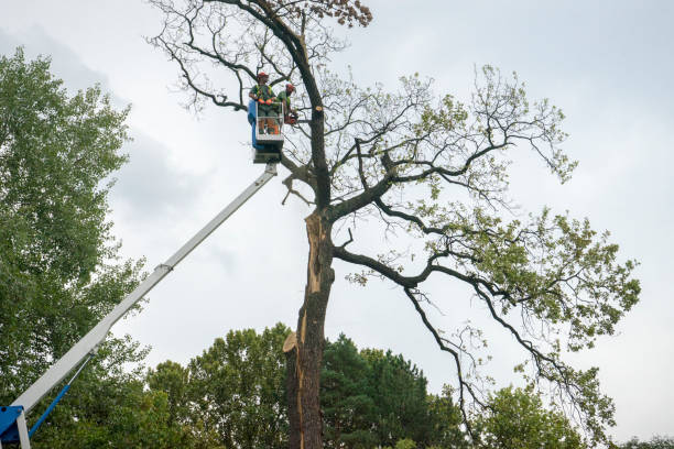 Best Tree and Shrub Care  in Montalvin Manor, CA