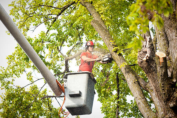 How Our Tree Care Process Works  in  Montalvin Manor, CA