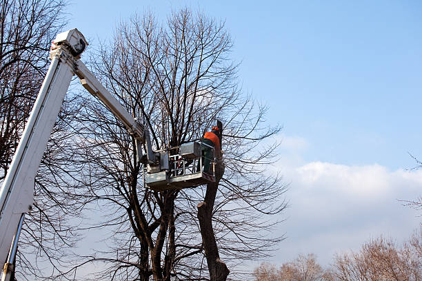 How Our Tree Care Process Works  in  Montalvin Manor, CA